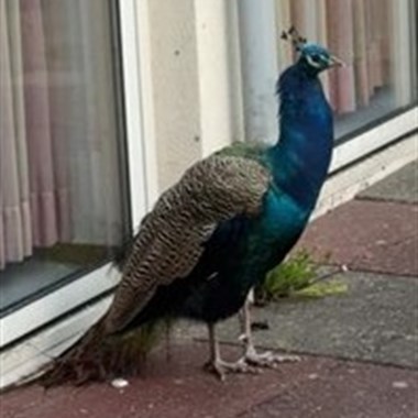 Vogel Hoendervogel