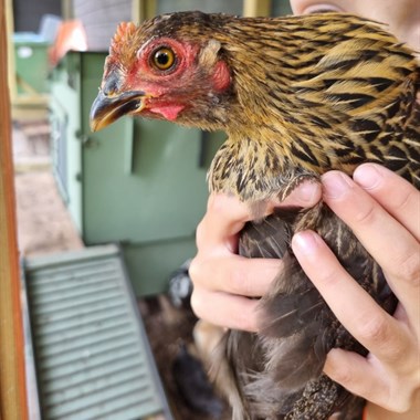 Vogel Hoendervogel