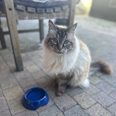 Kat Ragdoll