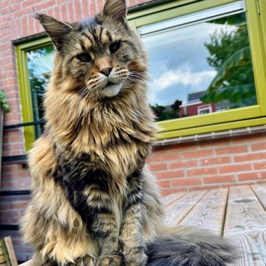 Kat Maine Coon