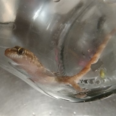 Reptiel Hagedis