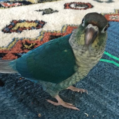 Vogel Pyrrhura