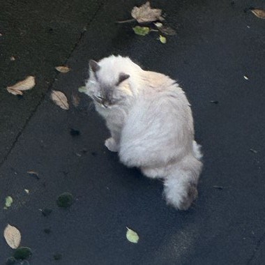 Kat Ragdoll