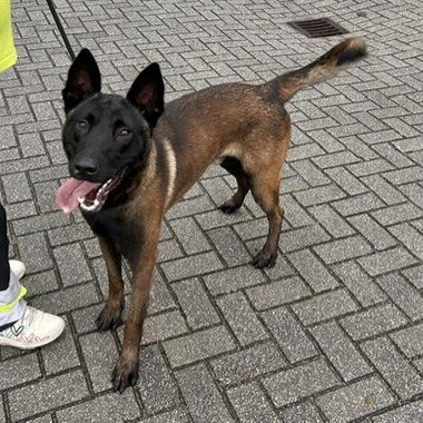 Hond Herder