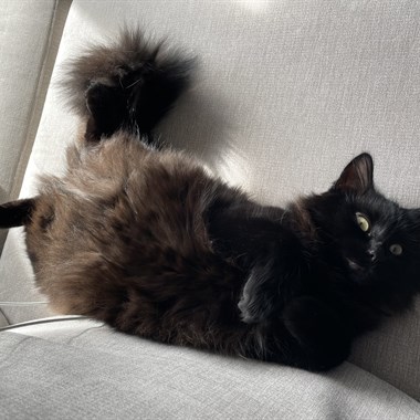Kat Langharig