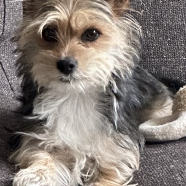 Hond Terriër