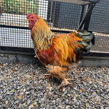 Vogel Hoendervogel