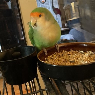 Vogel (Dwerg-)papegaai
