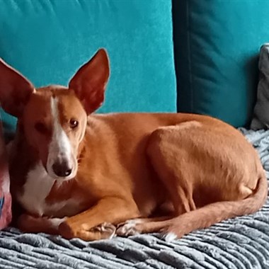 Hond Podenco