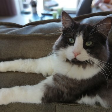 Kat Maine Coon X