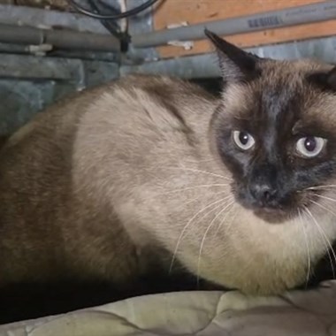 Kat Siamees