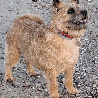 Hond Terriër