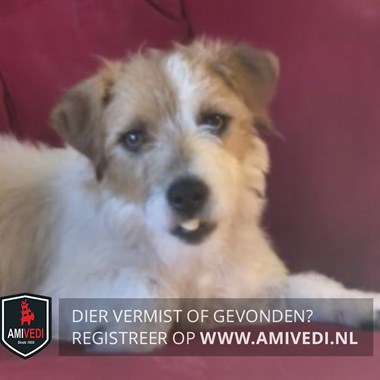 Hond Terriër