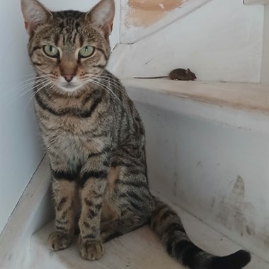 Kat Bengaal X