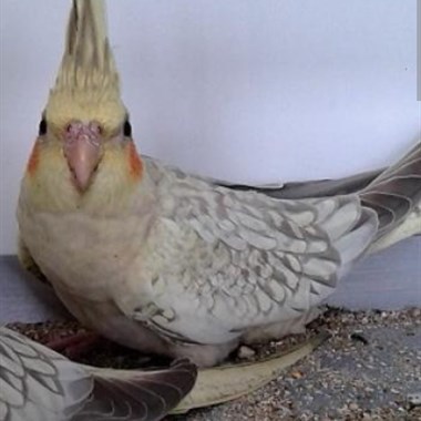 Vogel Valkparkiet