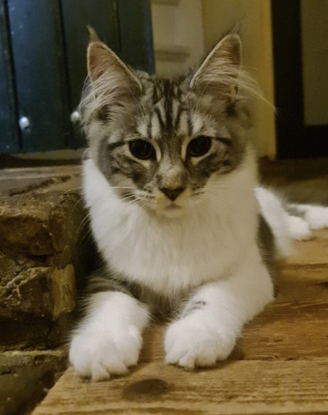 Kat Maine Coon