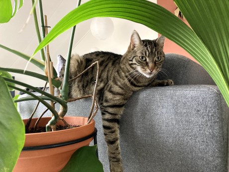 Kat Europese korthaar of huiskat