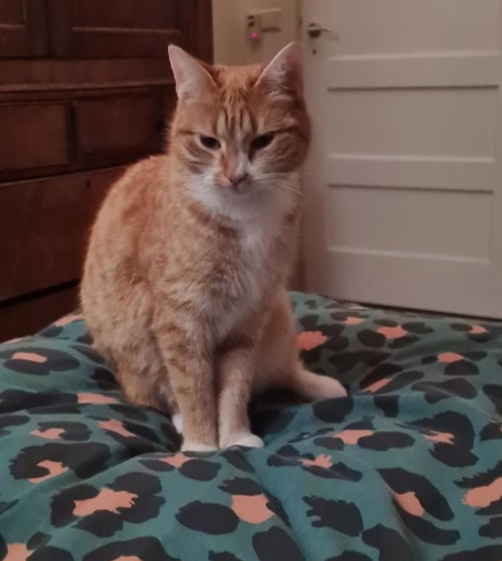 Kat Europese korthaar of huiskat