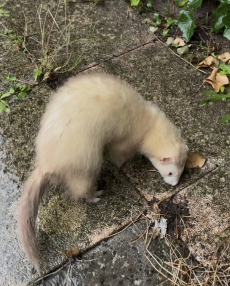 Kleine roofdieren Fret
