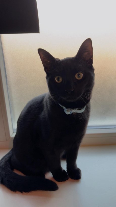 Kat Europese korthaar of huiskat