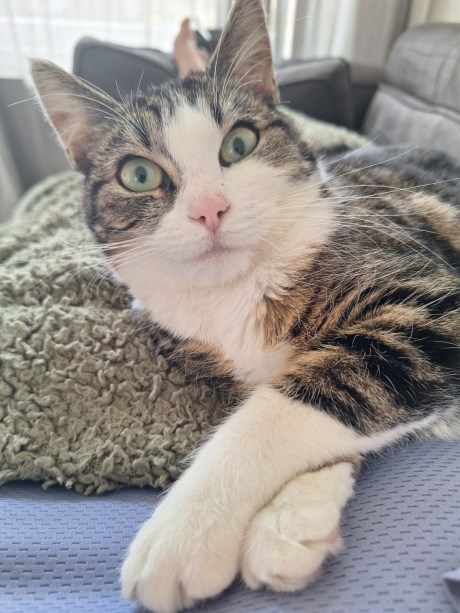 Kat Europese korthaar of huiskat