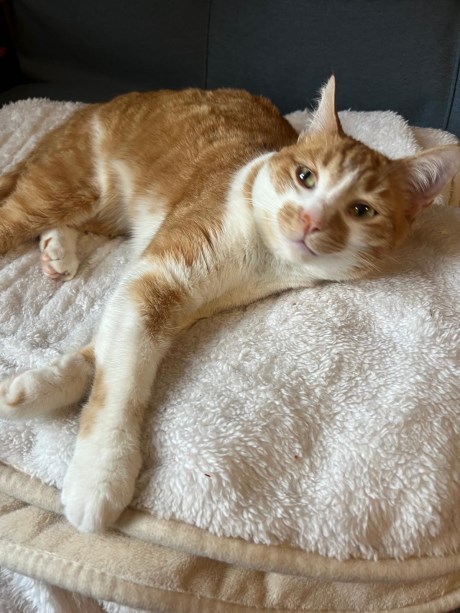 Kat Europese korthaar of huiskat