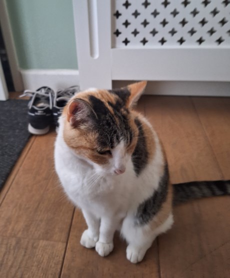 Kat Europese korthaar of huiskat