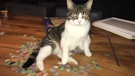 Kat Europese korthaar of huiskat