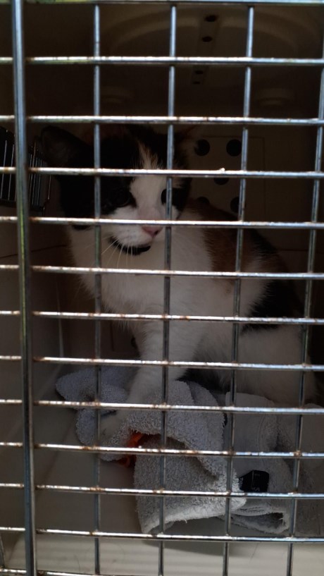 Kat Europese korthaar of huiskat