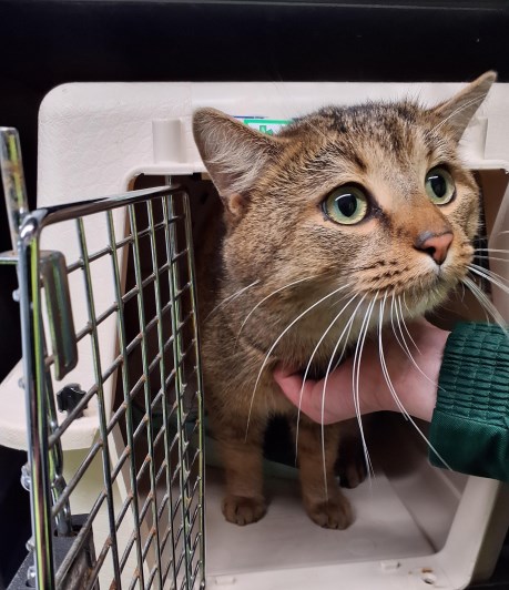 Kat Europese korthaar of huiskat