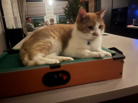 Kat Europese korthaar of huiskat