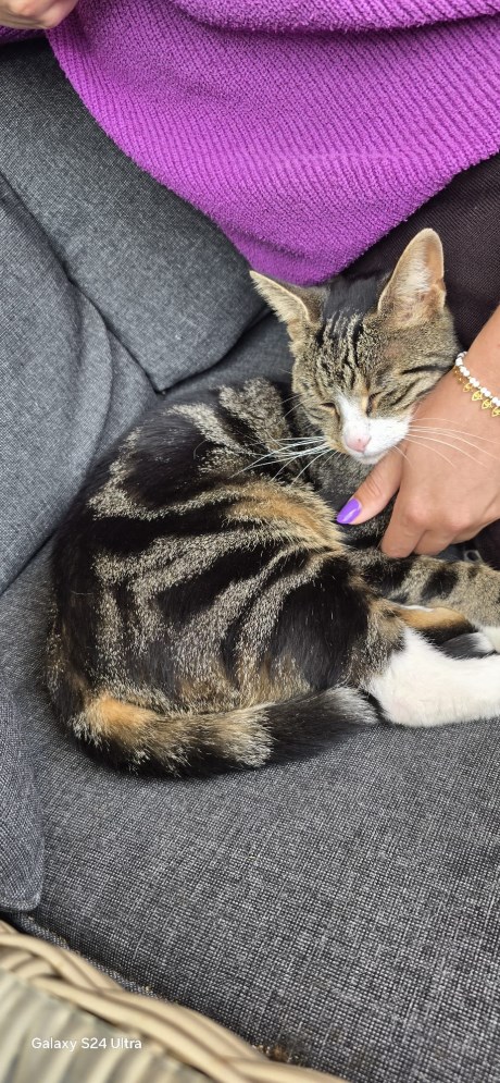 Kat Europese korthaar of huiskat