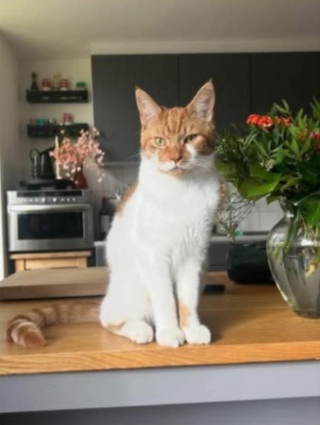 Kat Europese korthaar of huiskat