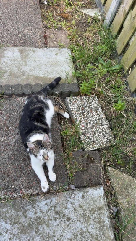 Kat Europese korthaar of huiskat