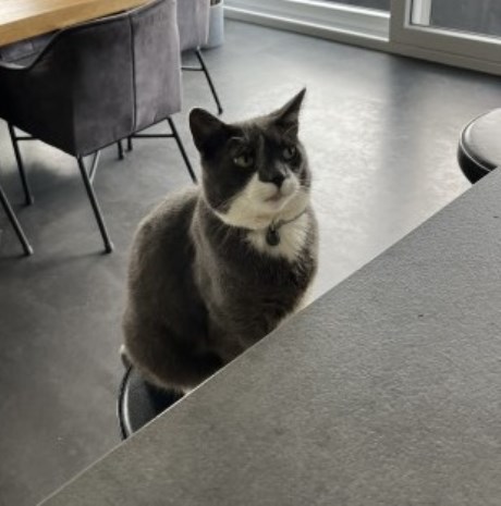 Kat Europese korthaar of huiskat