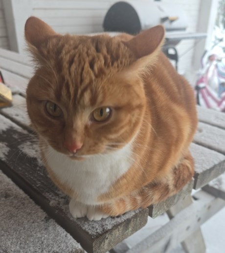 Kat Europese korthaar of huiskat