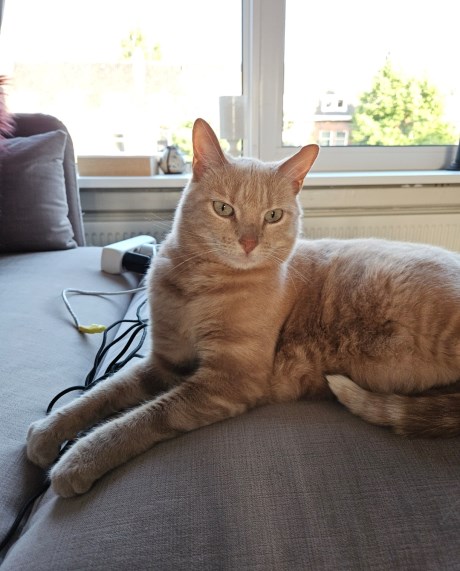 Kat Europese korthaar of huiskat