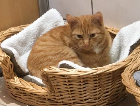 Kat Europese korthaar of huiskat