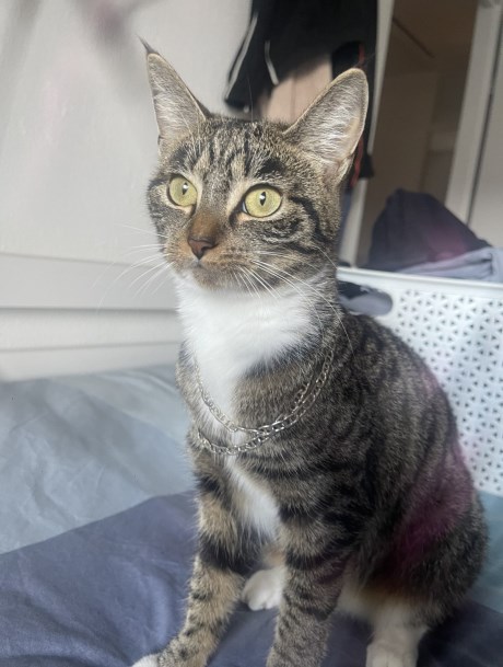 Kat Europese korthaar of huiskat