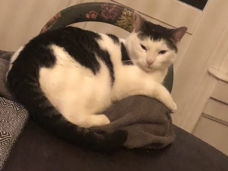 Kat Europese korthaar of huiskat