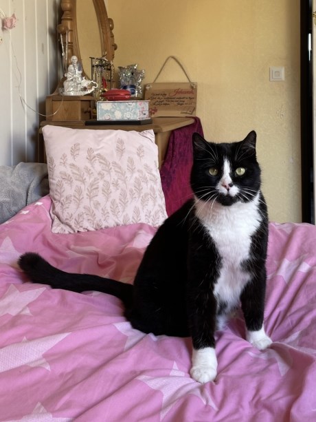 Kat Europese korthaar of huiskat