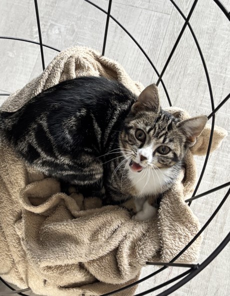 Kat Europese korthaar of huiskat