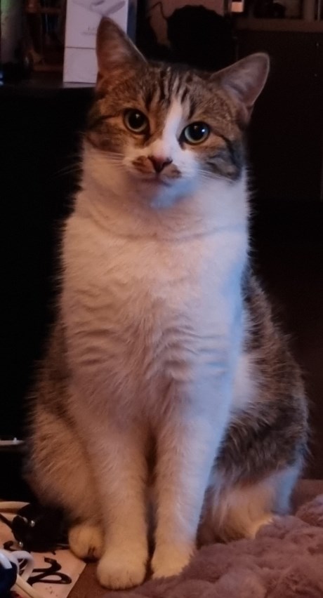 Kat Europese korthaar of huiskat