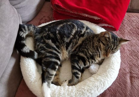 Kat Europese korthaar of huiskat