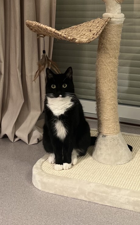 Kat Europese korthaar of huiskat