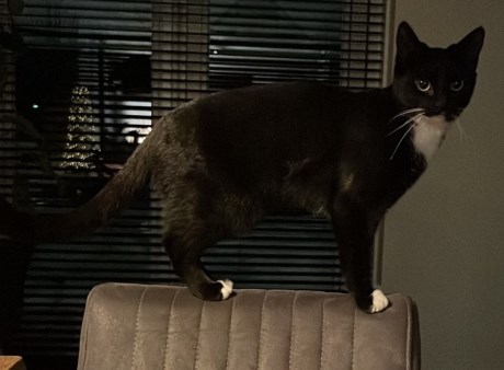 Kat Europese korthaar of huiskat