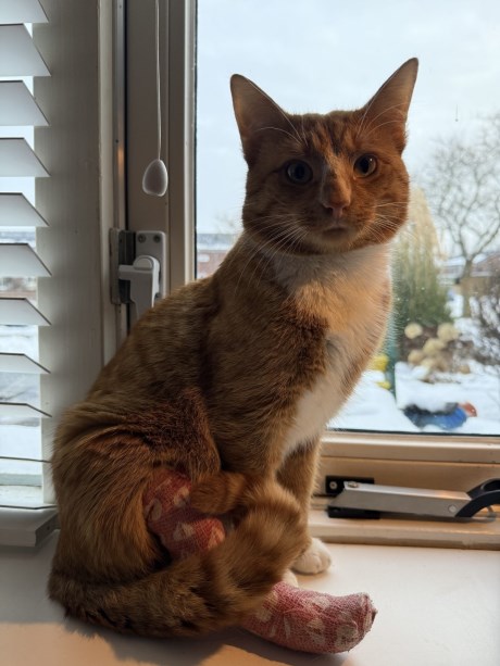 Kat Europese korthaar of huiskat