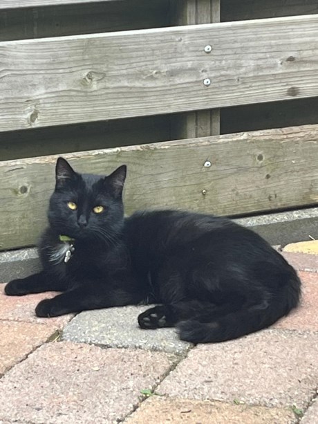 Kat Europese korthaar of huiskat