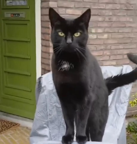 Kat Europese korthaar of huiskat