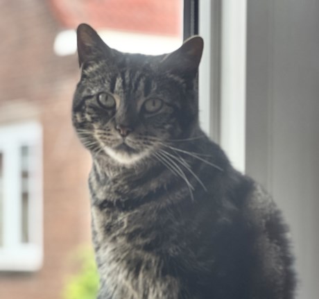 Kat Europese korthaar of huiskat